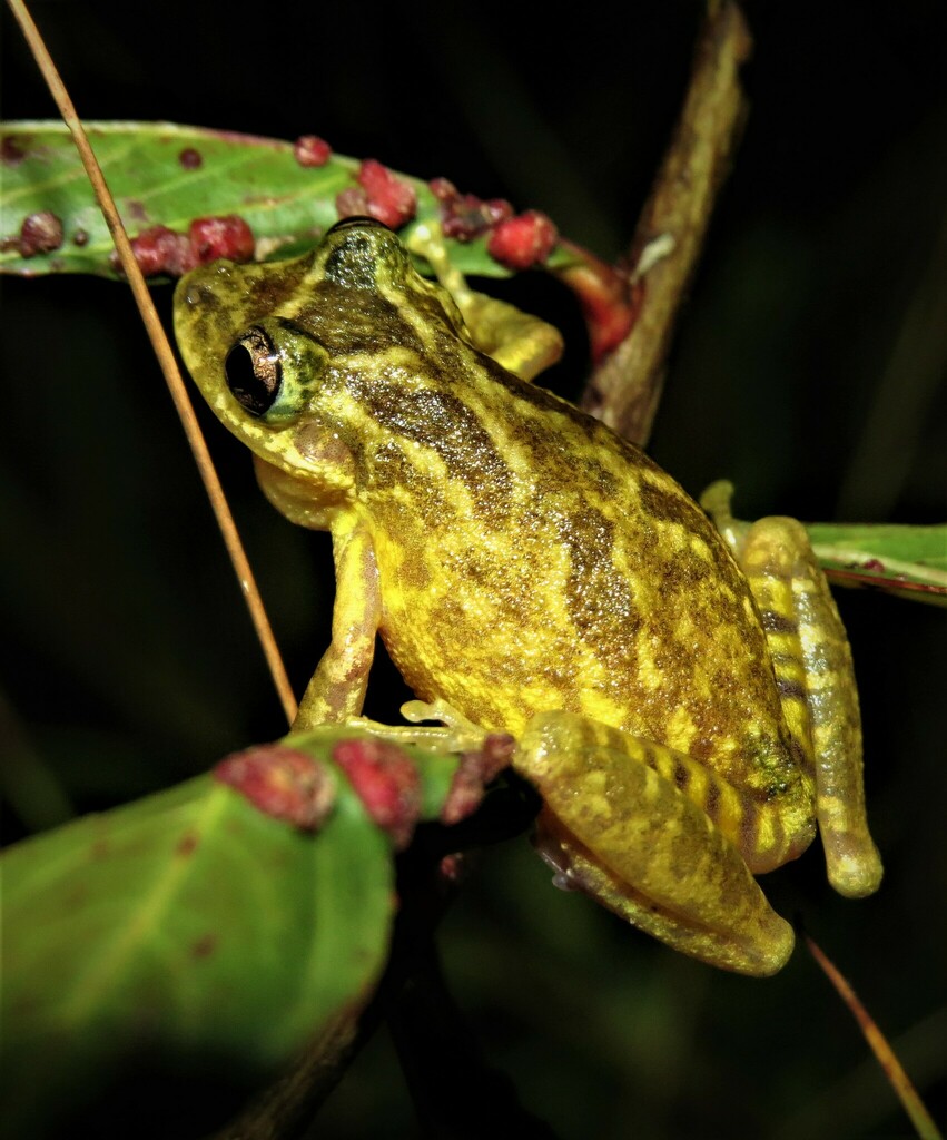 Chapada Dos Veadeiros Snouted Tree Frog