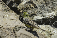 Emberiza cineracea