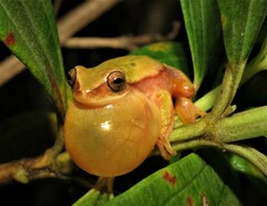 Dendropsophus rubicundulus