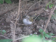 Phylloscopus tenellipes