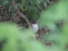 Phylloscopus tenellipes