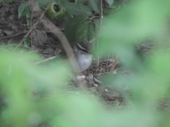 Phylloscopus tenellipes