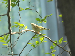 Phylloscopus