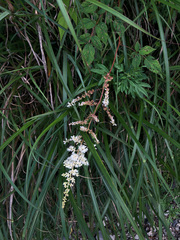 Astilbe longicarpa