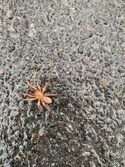 Myrmekiaphila comstocki