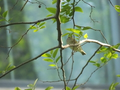 Phylloscopus