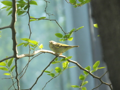 Phylloscopus
