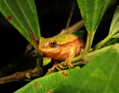 Dendropsophus rubicundulus