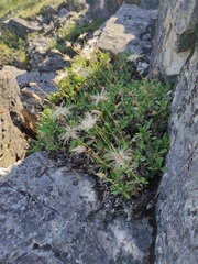 Dryas viscosa