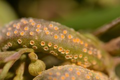 Puccinia otagensis