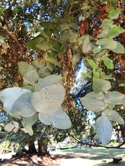 Eucalyptus cinerea