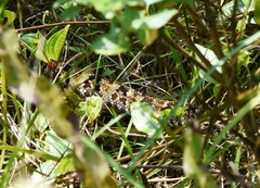 Bothrops jararaca