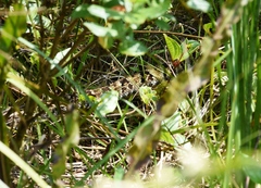 Bothrops jararaca