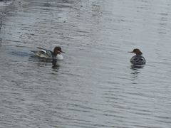 Mergus merganser merganser