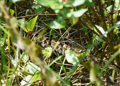 Bothrops jararaca