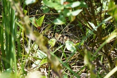 Bothrops jararaca