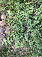 Sisymbrium orientale