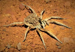 Pavocosa