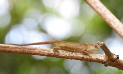 Chamaeleonidae