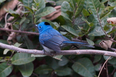 Hypothymis azurea oberholseri
