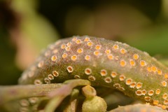 Puccinia otagensis