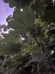 Cecropia schreberiana