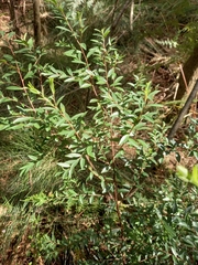 Pterocelastrus rostratus