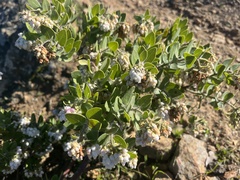 Arctostaphylos viridissima