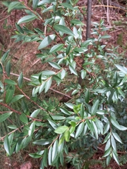 Pterocelastrus rostratus