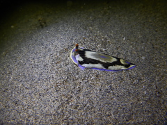 Nudipleura