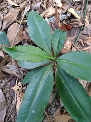 Ardisia virens