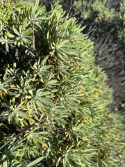 Eriogonum arborescens