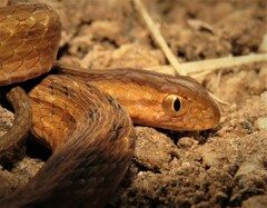 Dryophylax hypoconia