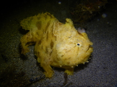 Antennarius striatus