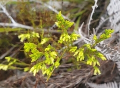 Erica lutea