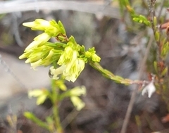 Erica lutea