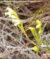 Erica lutea