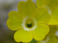 Primula auricula