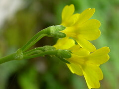 Primula auricula