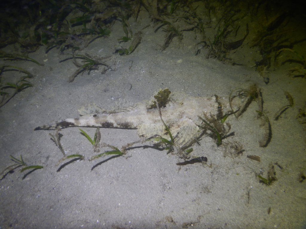 tentacled flathead