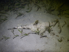 Papilloculiceps longiceps