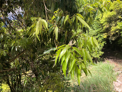 Quercus stenophylloides