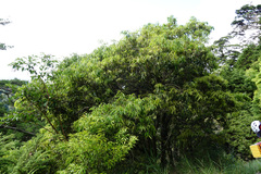Quercus stenophylloides