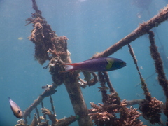 Thalassoma amblycephalus