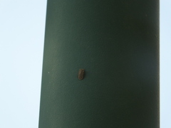 Drosicha