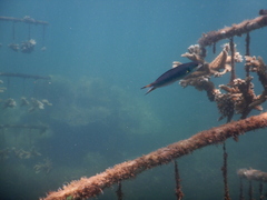 Thalassoma amblycephalus