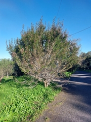 Vachellia karroo