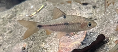 Rasbora