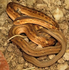 Dryophylax hypoconia