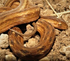 Dryophylax hypoconia
